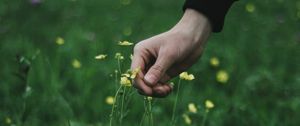Preview wallpaper hand, grass, touch, flowers