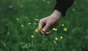 Preview wallpaper hand, grass, touch, flowers