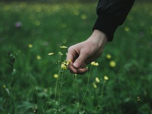 Preview wallpaper hand, grass, touch, flowers