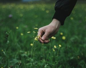 Preview wallpaper hand, grass, touch, flowers