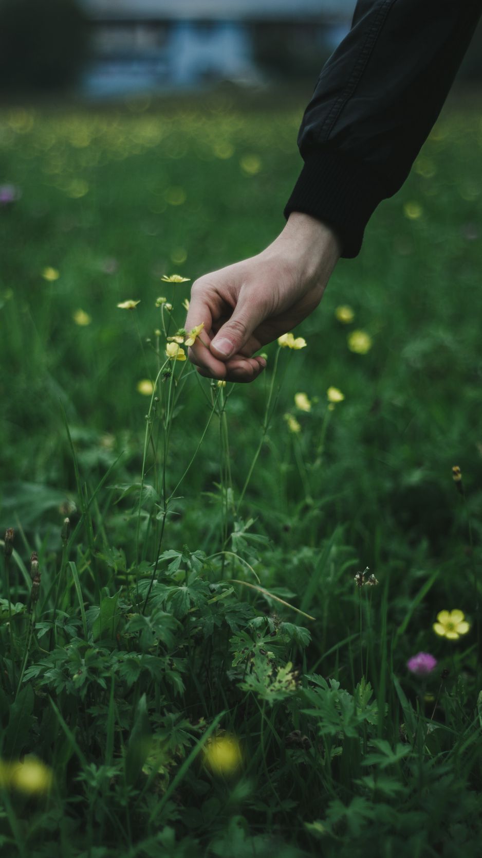 Download wallpaper 938x1668 hand, grass, touch, flowers iphone 8/7/6s/6 ...