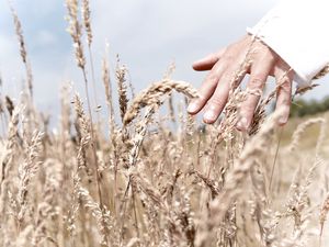 Preview wallpaper hand, grass, touch, field