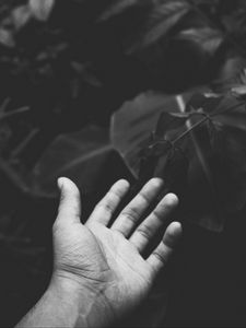 Preview wallpaper hand, handbreadth, bw, leaves, plants