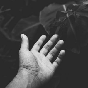 Preview wallpaper hand, handbreadth, bw, leaves, plants