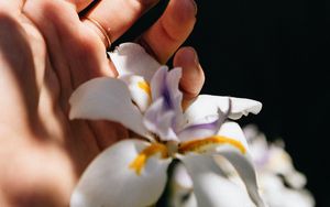 Preview wallpaper hand, iris, flower, ring