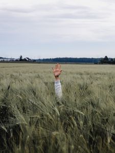 Preview wallpaper hand, kid, field, meadow, grass, ears