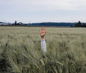 Preview wallpaper hand, kid, field, meadow, grass, ears