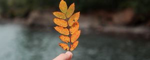Preview wallpaper hand, leaf, autumn, focus