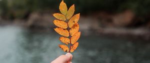 Preview wallpaper hand, leaf, autumn, focus