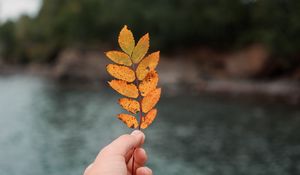 Preview wallpaper hand, leaf, autumn, focus