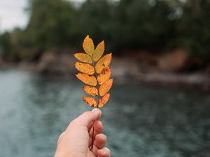 Preview wallpaper hand, leaf, autumn, focus