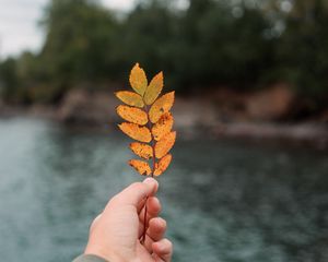 Preview wallpaper hand, leaf, autumn, focus