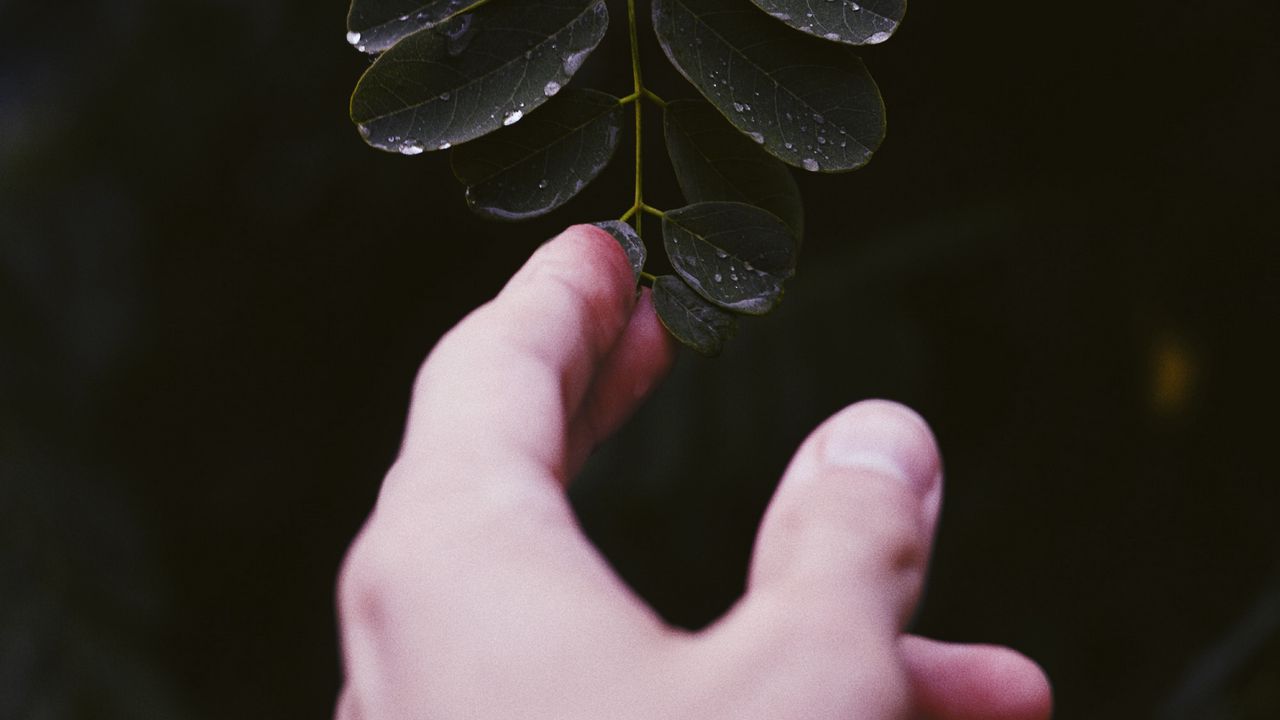 Wallpaper hand, leaf, fingers, plant