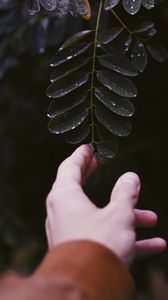 Preview wallpaper hand, leaf, fingers, plant