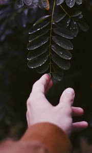 Preview wallpaper hand, leaf, fingers, plant