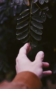 Preview wallpaper hand, leaf, fingers, plant