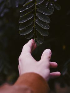 Preview wallpaper hand, leaf, fingers, plant