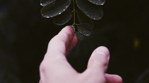 Preview wallpaper hand, leaf, fingers, plant