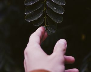 Preview wallpaper hand, leaf, fingers, plant