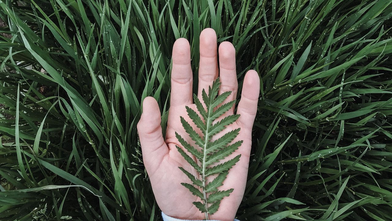 Wallpaper hand, leaf, grass, drops