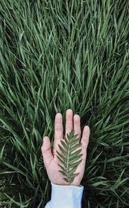 Preview wallpaper hand, leaf, grass, drops