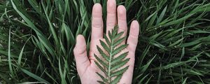 Preview wallpaper hand, leaf, grass, drops