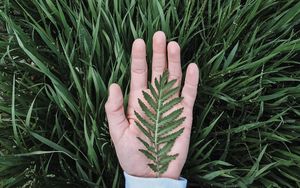 Preview wallpaper hand, leaf, grass, drops