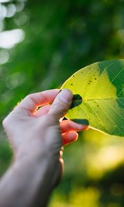 Preview wallpaper hand, leaf, light, macro