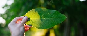 Preview wallpaper hand, leaf, light, macro