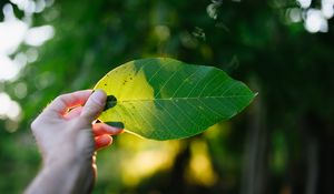 Preview wallpaper hand, leaf, light, macro