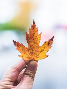 Preview wallpaper hand, leaf, maple, fingers