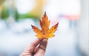 Preview wallpaper hand, leaf, maple, fingers