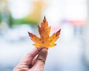 Preview wallpaper hand, leaf, maple, fingers