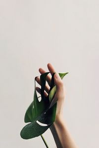 Preview wallpaper hand, leaf, minimalism, plant, drops