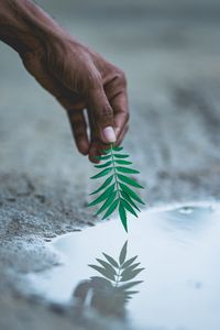 Preview wallpaper hand, leaf, water, reflection, plant