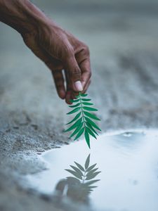 Preview wallpaper hand, leaf, water, reflection, plant