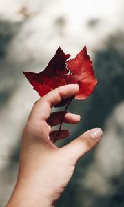 Preview wallpaper hand, leaves, autumn, focus