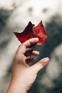 Preview wallpaper hand, leaves, autumn, focus