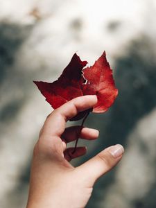 Preview wallpaper hand, leaves, autumn, focus