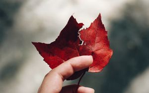 Preview wallpaper hand, leaves, autumn, focus