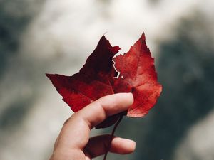Preview wallpaper hand, leaves, autumn, focus