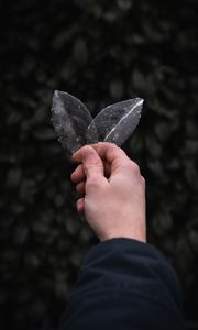 Preview wallpaper hand, leaves, ice, transparent