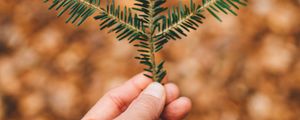Preview wallpaper hand, needles, branch