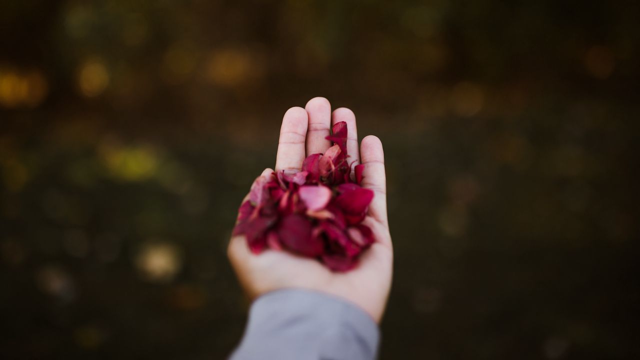 Wallpaper hand, petals, red
