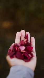Preview wallpaper hand, petals, red