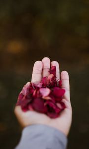 Preview wallpaper hand, petals, red
