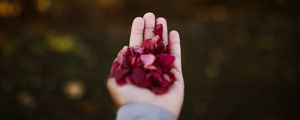 Preview wallpaper hand, petals, red