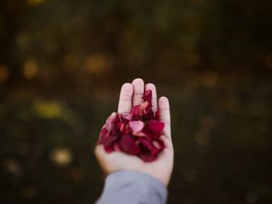 Preview wallpaper hand, petals, red