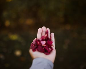 Preview wallpaper hand, petals, red