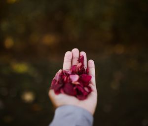 Preview wallpaper hand, petals, red
